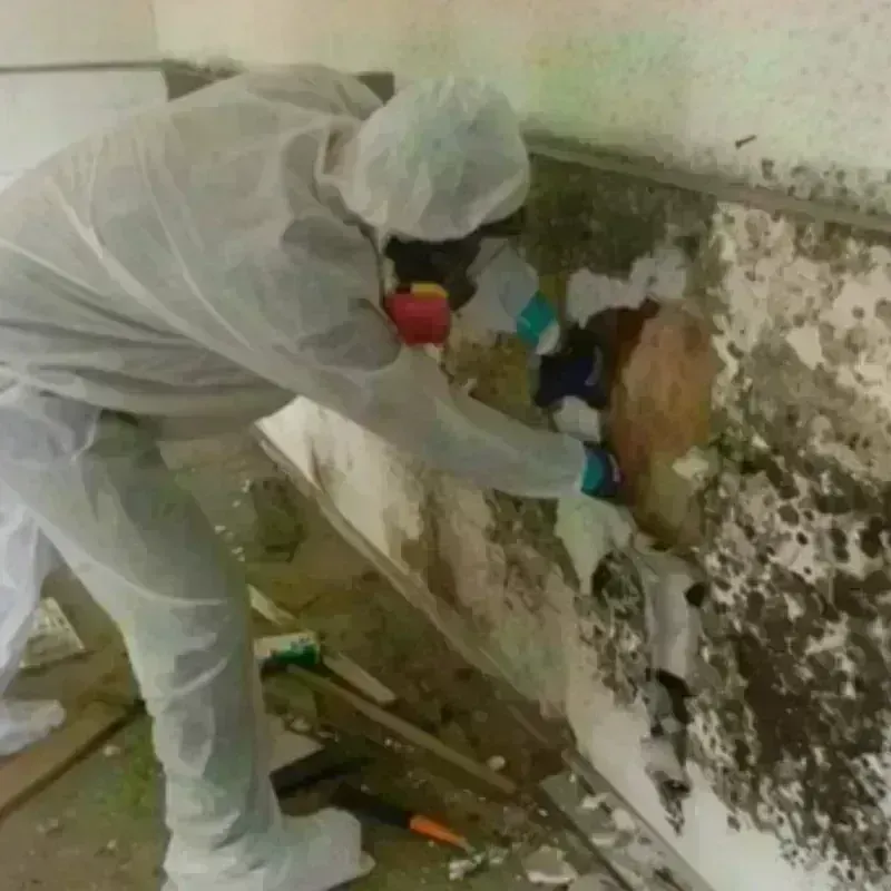 Mold Remediation and Removal in Charleston, MS